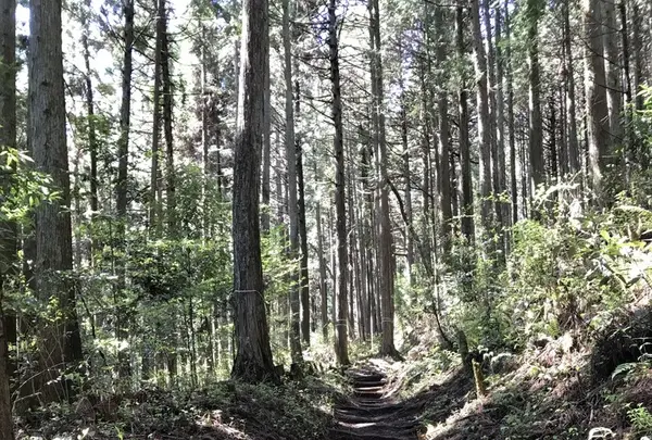 御岳山の写真・動画_image_140273