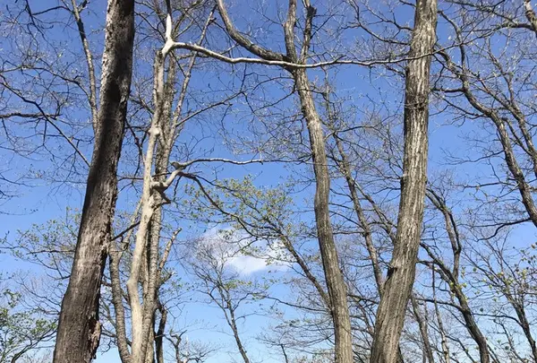 御岳山の写真・動画_image_140276