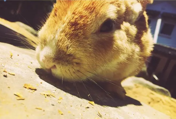 月うさぎの里の写真・動画_image_140444