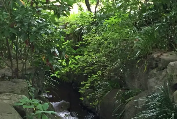 明月院（あじさい寺）の写真・動画_image_141137