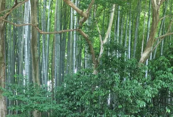 北山公園の写真・動画_image_141527