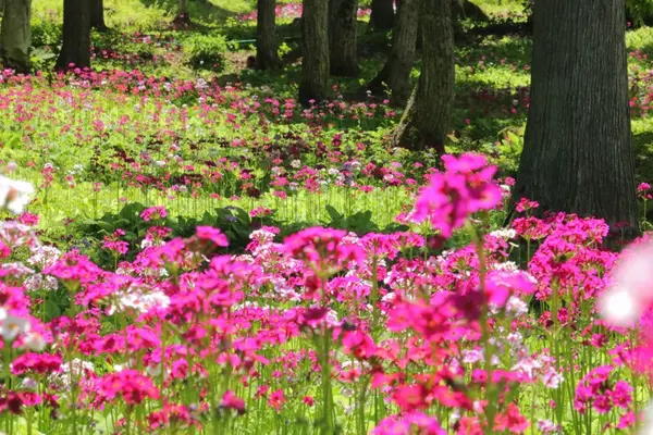 花の森四十八滝山野草花園の写真・動画_image_141618