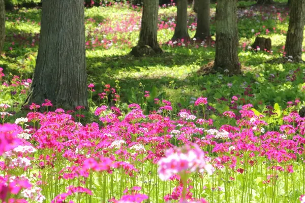 花の森四十八滝山野草花園の写真・動画_image_141619