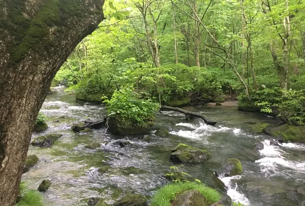奥入瀬渓流　　の写真・動画_image_141737