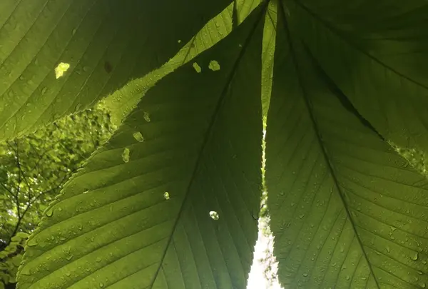 奥入瀬渓流　　の写真・動画_image_141738