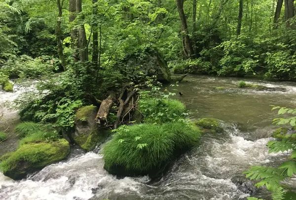 奥入瀬渓流　　の写真・動画_image_141739