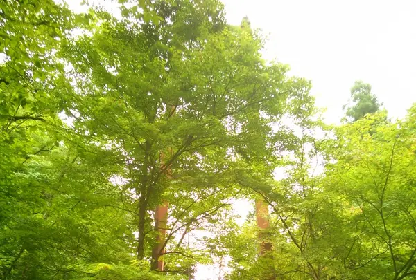 原不動滝の写真・動画_image_141898