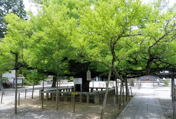 誕生寺の写真・動画_image_142039