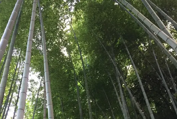 明月院（あじさい寺）の写真・動画_image_142157