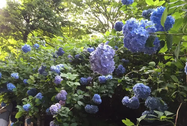 明月院（あじさい寺）の写真・動画_image_142158