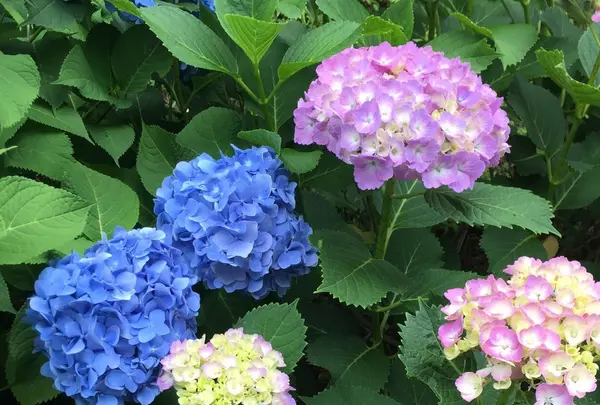 横山展望台の写真・動画_image_142220