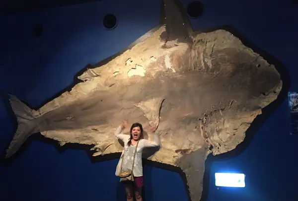沖縄美ら海水族館の写真・動画_image_142313