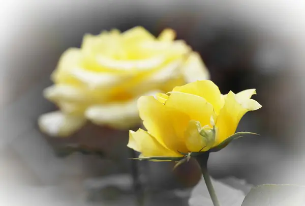 相模原北公園の写真・動画_image_142652