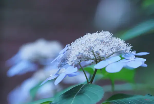 相模原北公園の写真・動画_image_142653