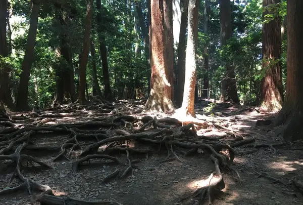 鞍馬寺の写真・動画_image_142679