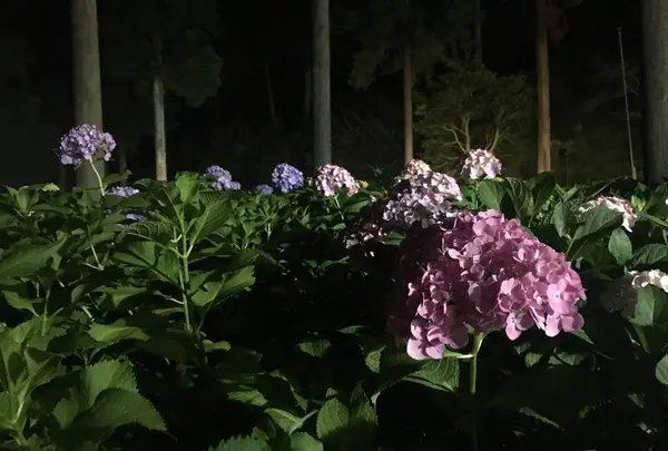 三室戸寺の写真・動画_image_142702