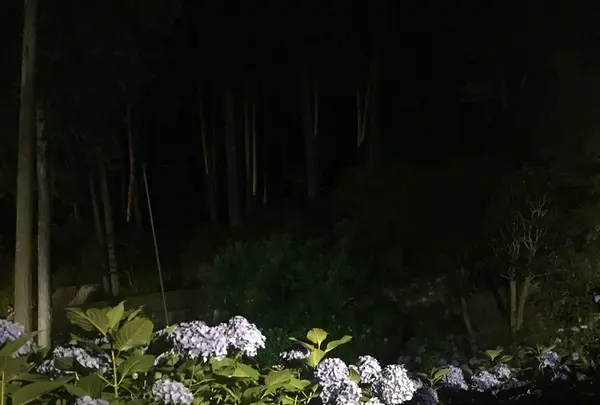 三室戸寺の写真・動画_image_142705