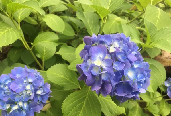 天龍寺の写真・動画_image_142747