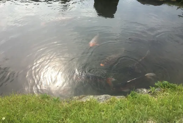 天龍寺の写真・動画_image_142748