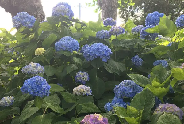 保和苑の写真・動画_image_142953