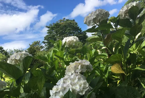 保和苑の写真・動画_image_142954