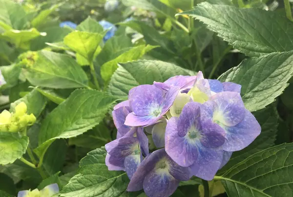 保和苑の写真・動画_image_142955