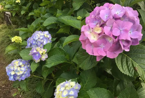 保和苑の写真・動画_image_142956