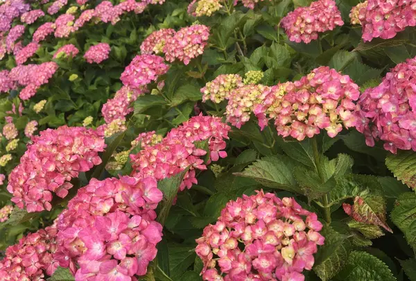 保和苑の写真・動画_image_142957