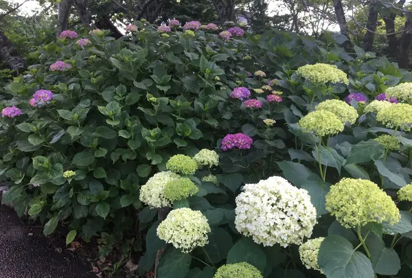 保和苑の写真・動画_image_142958