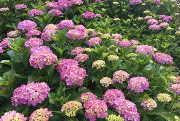 保和苑の写真・動画_image_142960