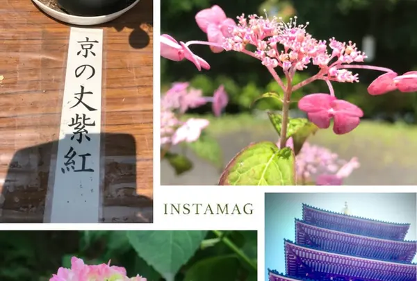 金剛寺（高幡不動尊）の写真・動画_image_142967