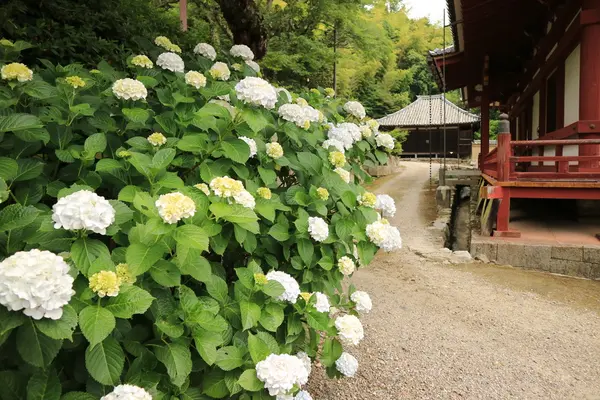 矢田寺の写真・動画_image_142973