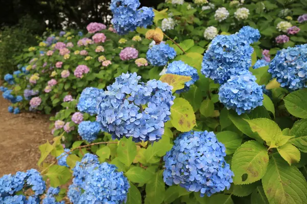 矢田寺の写真・動画_image_142978