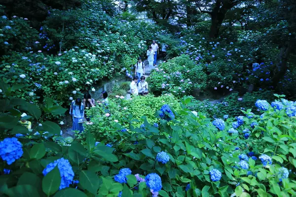 矢田寺の写真・動画_image_142983