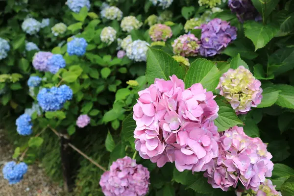 矢田寺の写真・動画_image_142984