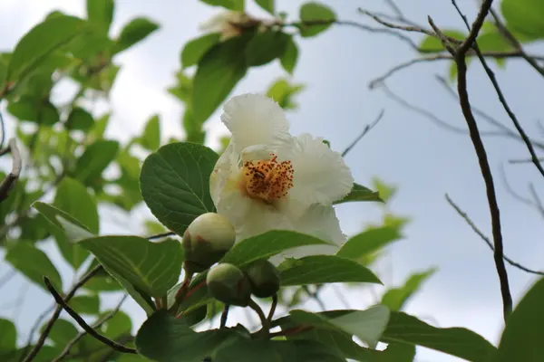 矢田寺の写真・動画_image_142987