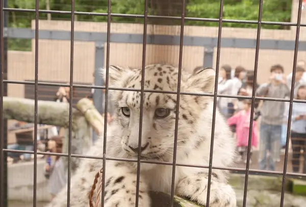 旭川市 旭山動物園の写真・動画_image_143016