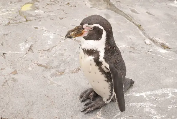 旭川市 旭山動物園の写真・動画_image_143017