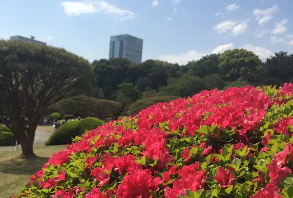 新宿御苑の写真・動画_image_143166