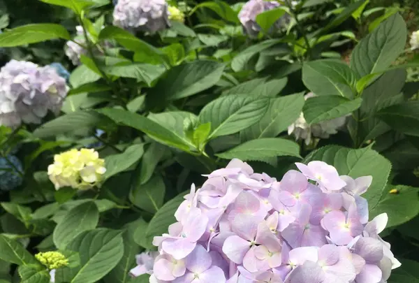 葛原岡神社の写真・動画_image_143192