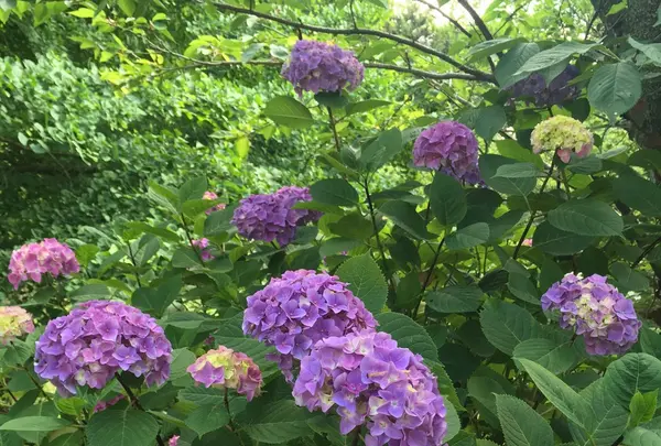 葛原岡神社の写真・動画_image_143198