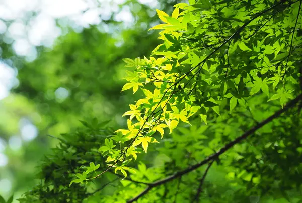 香取神宮の写真・動画_image_143758