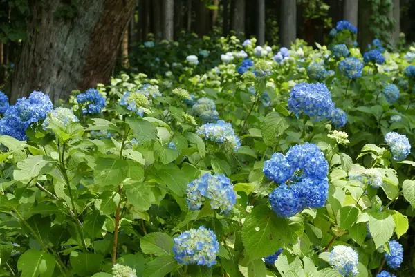 ２１世紀の森公園の写真・動画_image_143889
