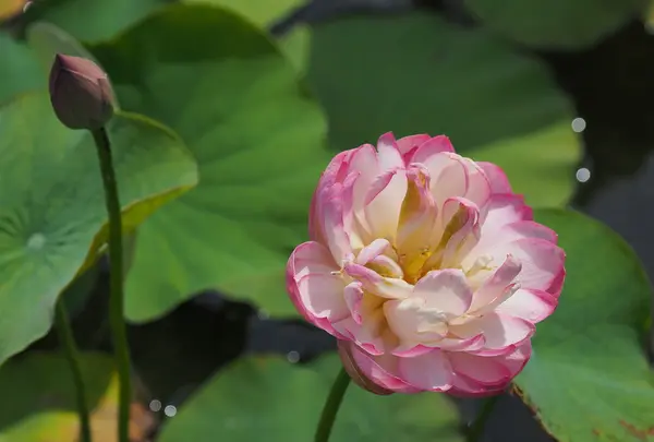 水郷佐原あやめパーク（旧 水郷佐原水生植物園）の写真・動画_image_144063