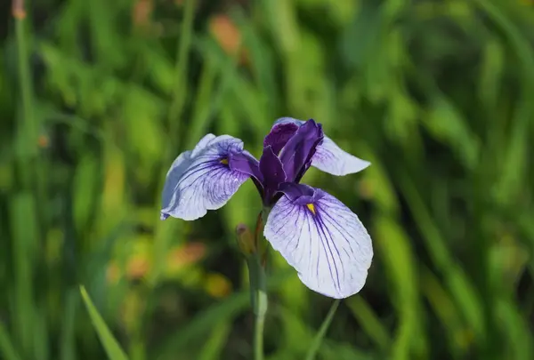 水郷佐原あやめパーク（旧 水郷佐原水生植物園）の写真・動画_image_144064