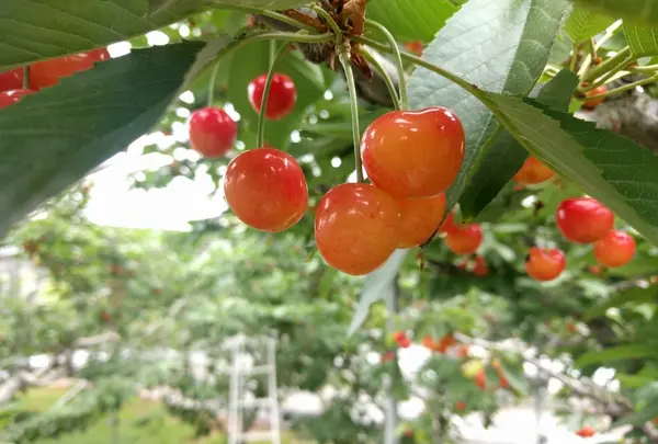 桜桃屋うちだ園の写真・動画_image_144332