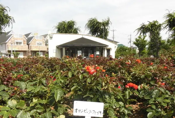 荒牧バラ公園の写真・動画_image_144481