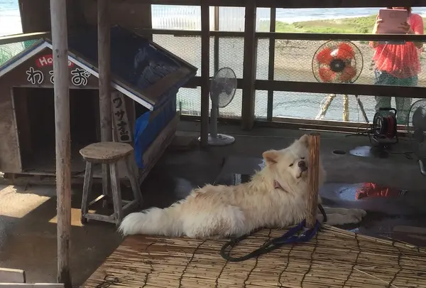 七里長浜 きくや商店の写真・動画_image_144997