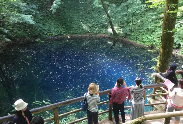 十二湖のブナの写真・動画_image_145022