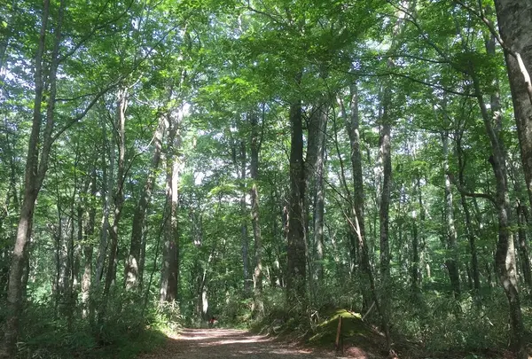 十二湖のブナの写真・動画_image_145025